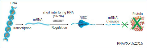 干渉 rna