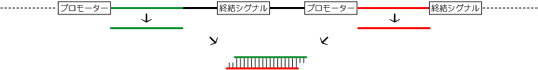 タンデム型siRNA発現ベクターのsiRNA鋳型配列周辺と動作機序の模式図