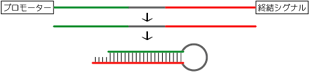 カセットはヘアピン型発現ベクターのプロモーターから終結シグナルまでを取り出したような構造のPCR産物です