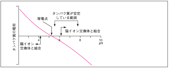 適切なイオン交換クロマトグラフィー担体の選択