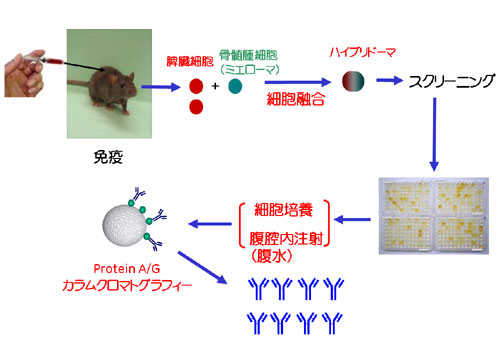 図4-2　モノクローナル抗体の作製手順