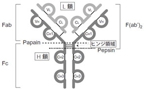 図1　免疫グロブリンの基本構造