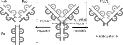 図2　Fab, Fc, F(ab)2フラグメント