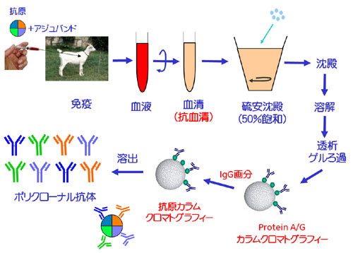 図4-1　ポリクローナル抗体の作製手順