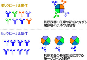 図3　ポリクローナル抗体とモノクローナル抗体