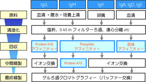 図1　抗体精製の基本スキーム