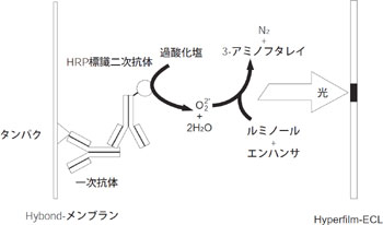 図2　ECL™の検出原理