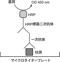 図3　ELISAの測定原理