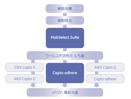 Capto™ adhereを組込んだMAbの精製スキーム