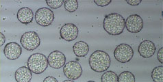 Vero細胞の写真