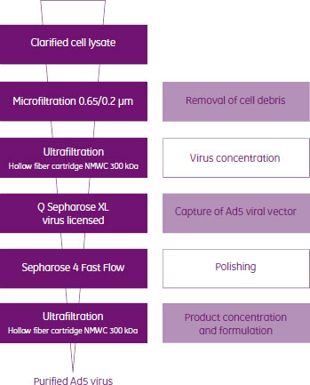 アデノウイルスの精製プロセスの流れ