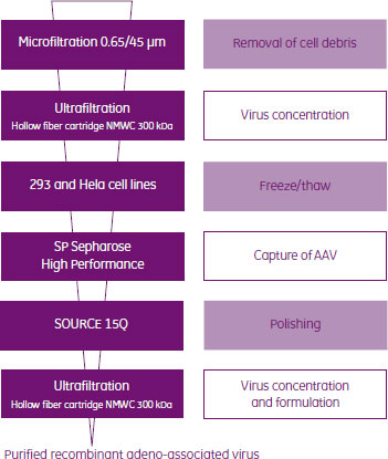 アデノ随伴ウイルスの精製プロセスの流れ
