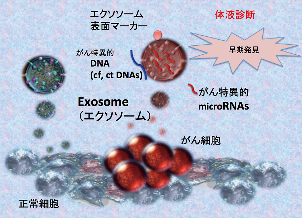 がん細胞の早期発見モデル　がん細胞由来のエクソソーム中に含まれるマイクロRNA をがんのバイオマーカーとして使用するという試みがされています。