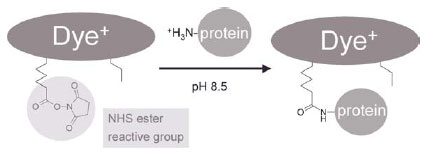 リジン側鎖のアミノ基にCyDye™が結合します