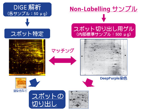 スポット切り出し用のゲルに使うサンプルは蛍光標識する必要はありません