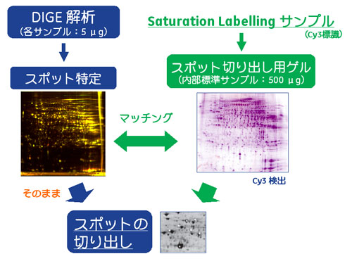 スポット切り出し用のゲルに使うサンプルも蛍光標識する必要があります