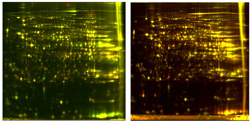 標識を入れ替えた2つのDIGEイメージ
