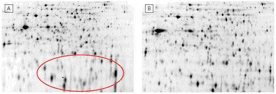 DIGE Buffer Kitにより低分子量領域の分離能が改善