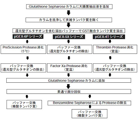 精製スキーム図