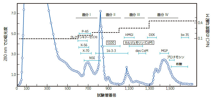 図1. ウシ脳の可溶性タンパク質のDEAEセファデックス