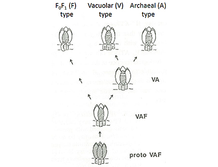 プロトンATPaseの進化