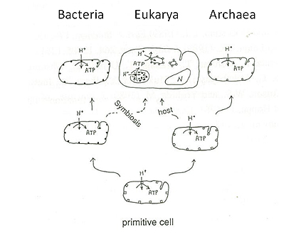 プロトンATPaseからうかがえる細胞内共生説