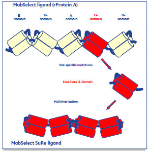 ｒProtein Aの一部であるB-ドメインの四量体　→　MabSelect SuRe™