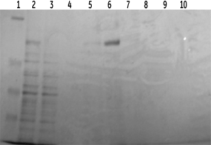 SDS-PAGEを行った結果、溶出画分に明確なバンドが認められた