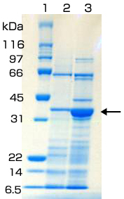 精製後のSDS-PAGE