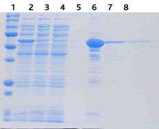 HisTrap™ HP精製後のSDS-PAGE（CBB染色）