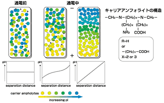 pH勾配形成の図