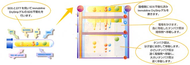 SDS-PAGEの図