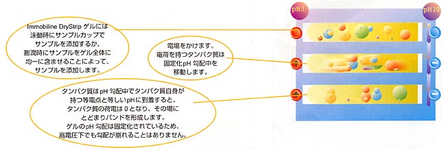 等電点電気泳動の図