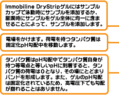 等電点電気泳動イメージ図