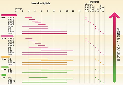 Immobiline™ DryStrip&IPG Buffer選択ガイド