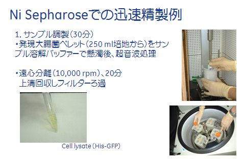 Ni Sepharose™での精製例1