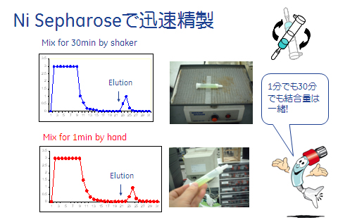 Ni Sepharose™での精製例3