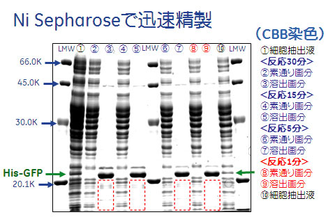 Ni Sepharose™での精製例4