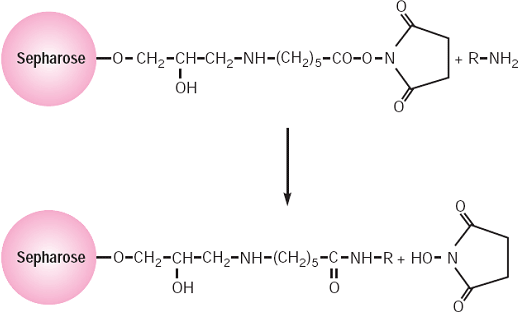 リガンドとNHS-activated Sepharose™のカップリングの模式図