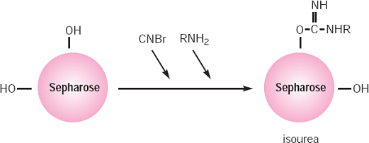 臭化シアンによる活性化と活性化担体へのカップリングの模式図