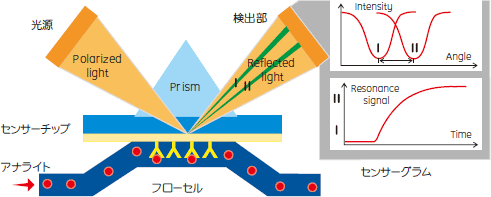 表面プラズモン共鳴のシグナル検出システムの図