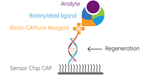 Biotin CAPture Kitの原理