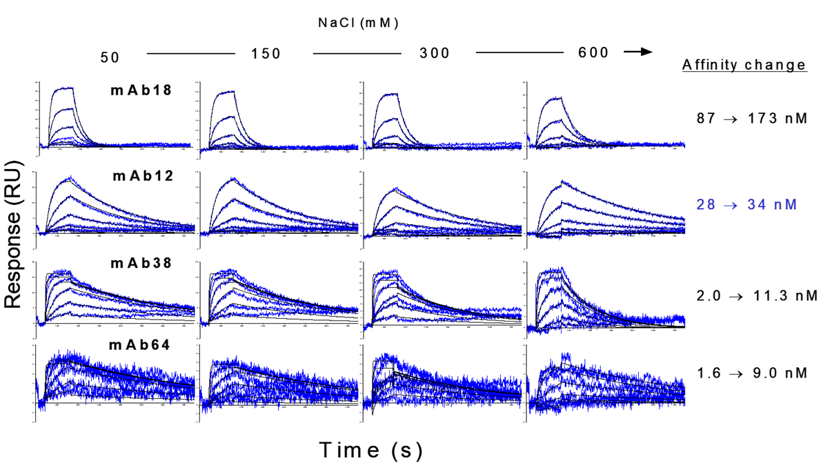 塩濃度の違いによるモノクローナル抗体親和性への影響