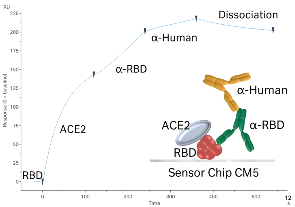 SARS-CoV-2関連タンパク質評価におけるPoly injectionの活用方法