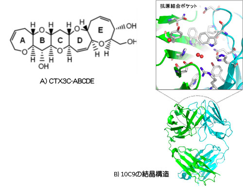 A)CTX3C-ABCDEとB)10C9の結晶構造