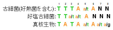 TBPの配列