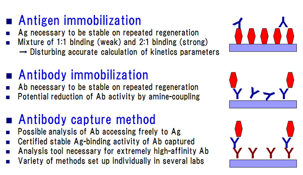 Kinetics analysis of antibody-antigen association