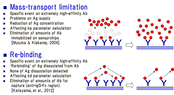Kinetics analysis of extremely high-affinity antibody : Problems：Mass-transport limitation & Re-binding