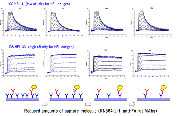 Model for kinetic analysis of anti-hen egg lysozyme mouse MAbs（with low～high affinity）by capture methods using RN564-2-1