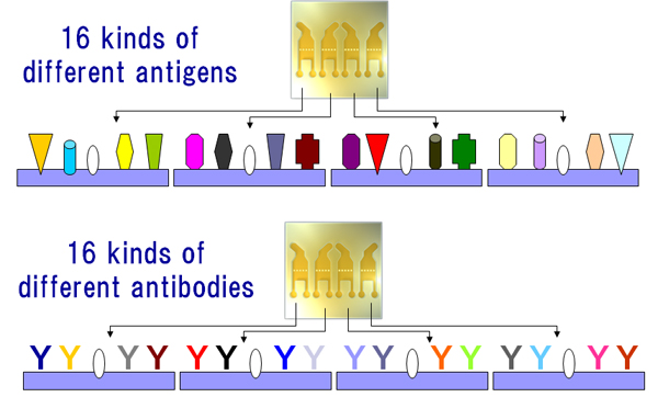 Ligand layout on sensorchip in Biacore™ A100